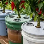 Menanam Cabai dengan Hydro Pot di Lahan Sempit