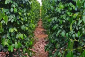 Lada Putih Bangka: Emas Putih yang Mendunia